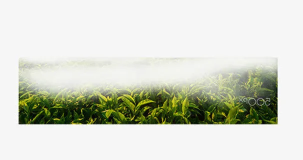 透明茶园装饰图案免抠