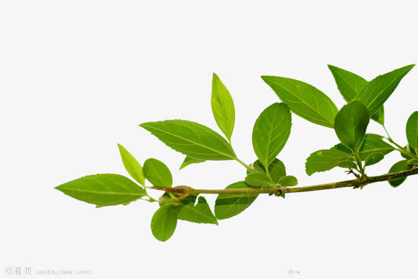 绿色树枝树叶免抠