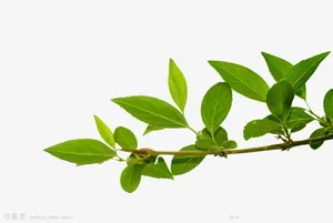绿色树枝树叶免抠