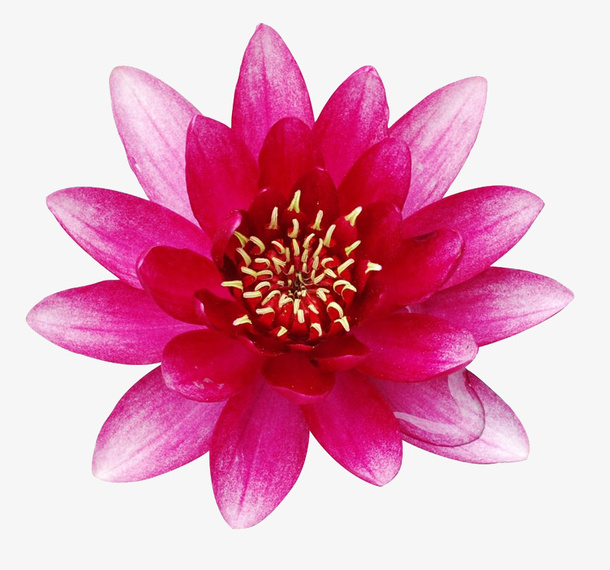 粉色荷花免抠