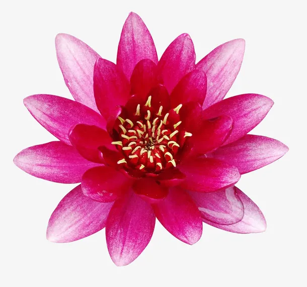 粉色荷花免抠