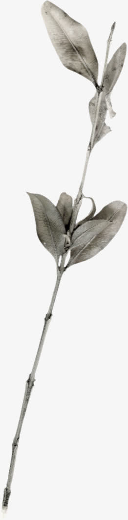 灰色枯叶免抠