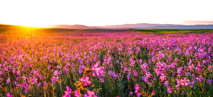 梦幻远山花海背景高清