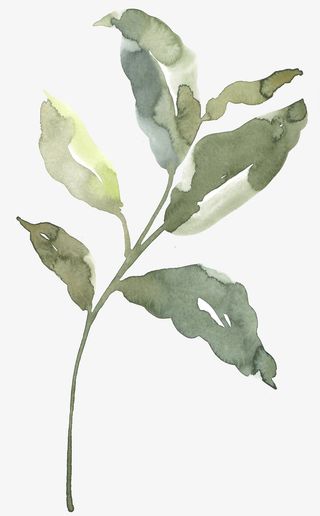 手绘的树叶免抠