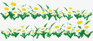 花，花朵，淘宝素材，花絮，白花免抠