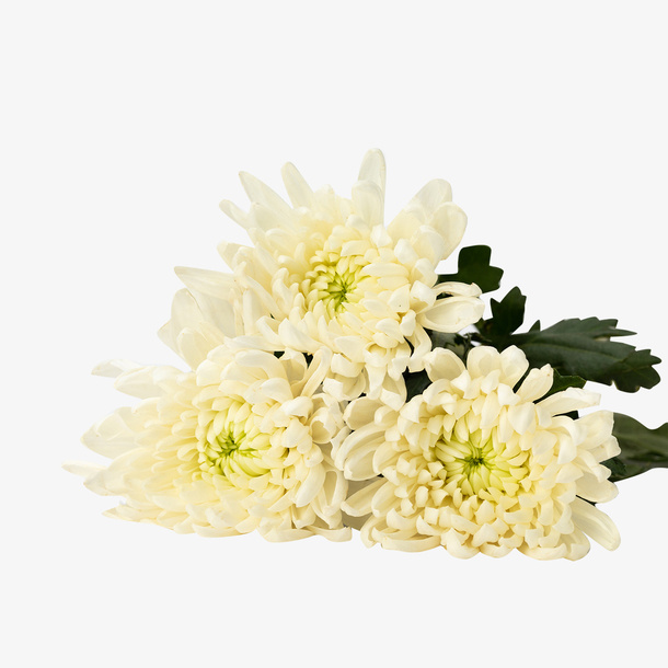 白色菊花抠图免抠