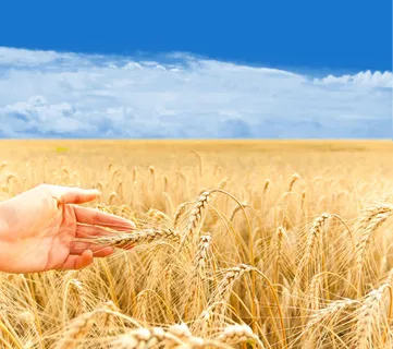 手与麦田麦穗免抠