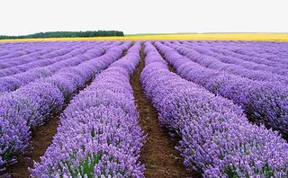 熏衣草庄园免抠