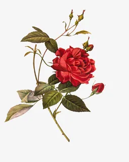 油画质感古典花卉花纹海报PNG 6免抠