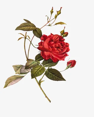 油画质感古典花卉花纹海报PNG 6免抠