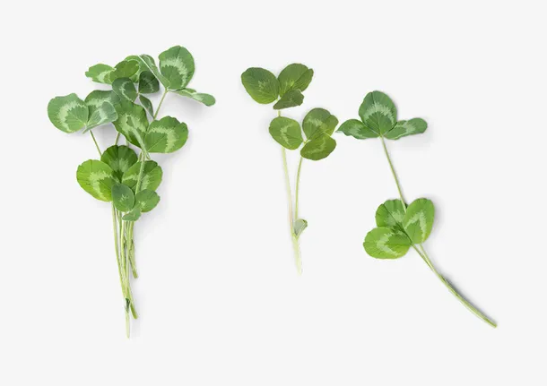 春天花草装饰元素免抠动植物植物元素