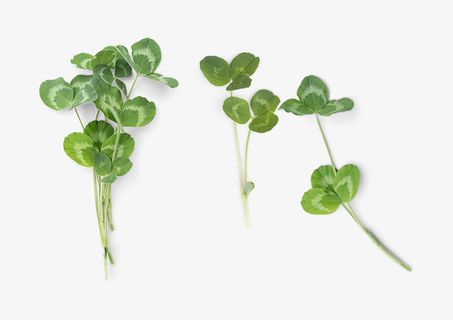 春天花草装饰元素免抠动植物植物元素