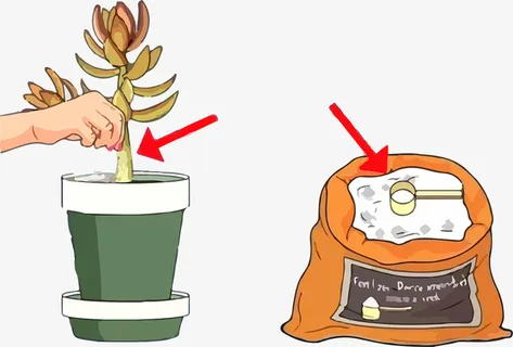 彩色多肉植物使用肥料科普插图免抠