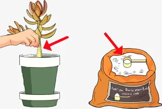 彩色多肉植物使用肥料科普插图免抠