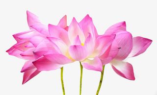 红色纯洁的挨着的水芙蓉实物免抠