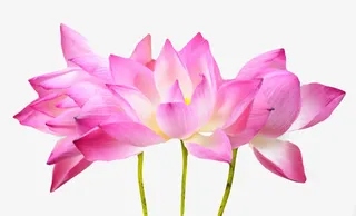 红色纯洁的挨着的水芙蓉实物免抠