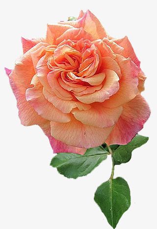 花朵花瓣 盛开的花朵免抠