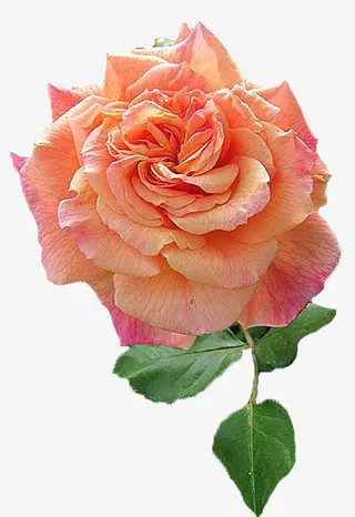 花朵花瓣 盛开的花朵免抠