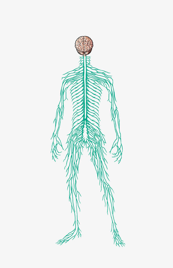 人体神经简易示意图免抠