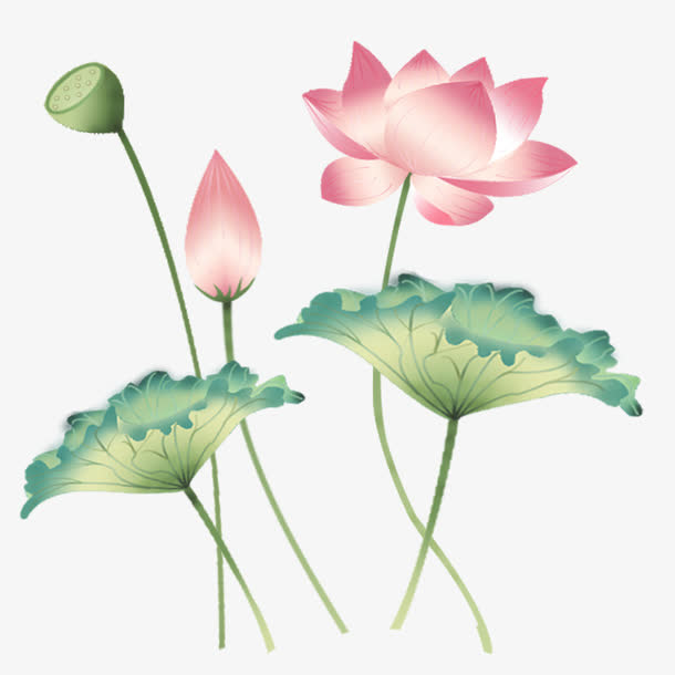 荷花免抠