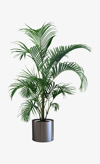 植物，绿叶，自然，盆栽免抠