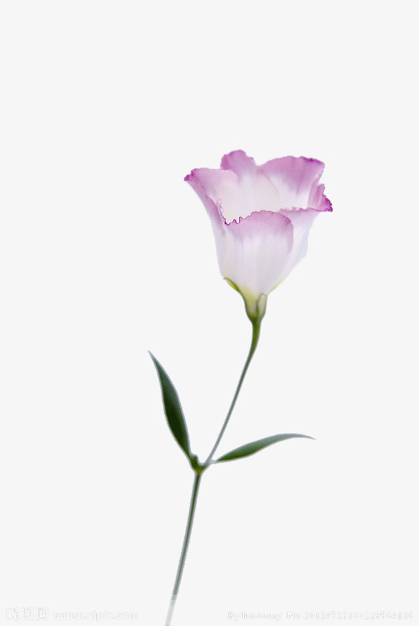 白色蜀葵图片素材免抠