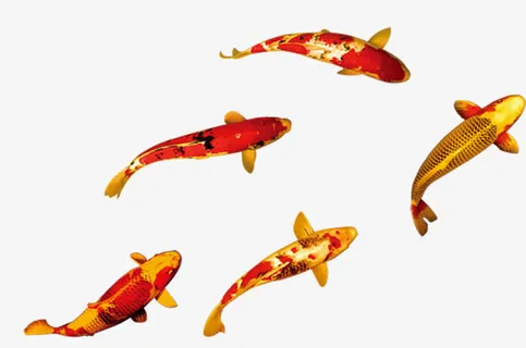 游走的红色小鱼免抠