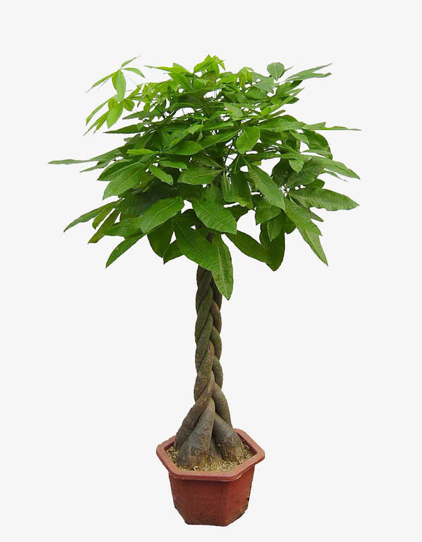 大型发财树盆栽免抠