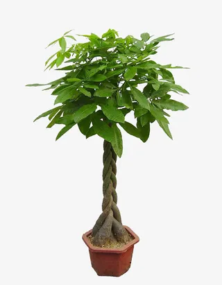 大型发财树盆栽免抠