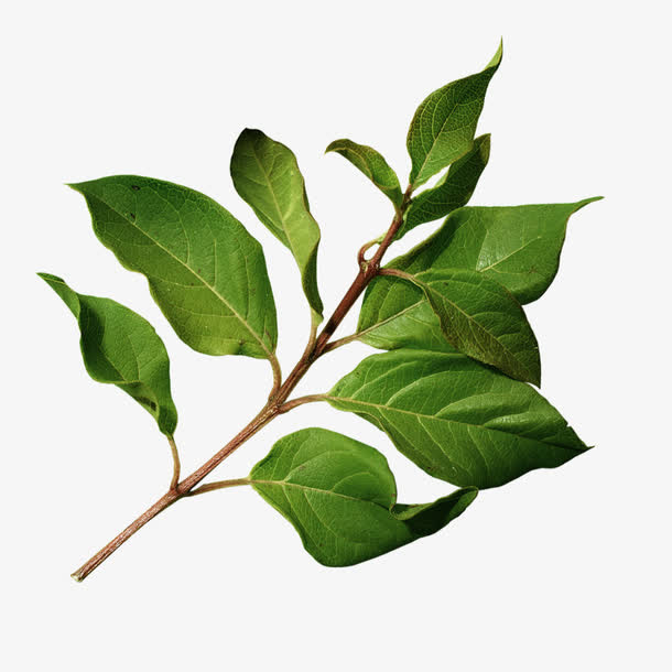 树枝免抠