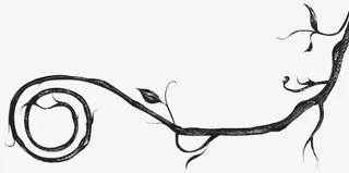 黑色干枯卷曲树枝背景