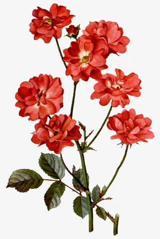 手绘红色月季花免抠