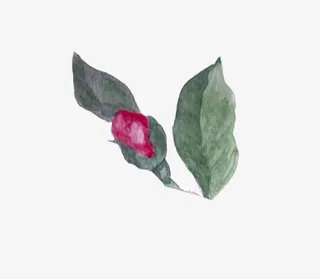 树叶上的花苞免抠