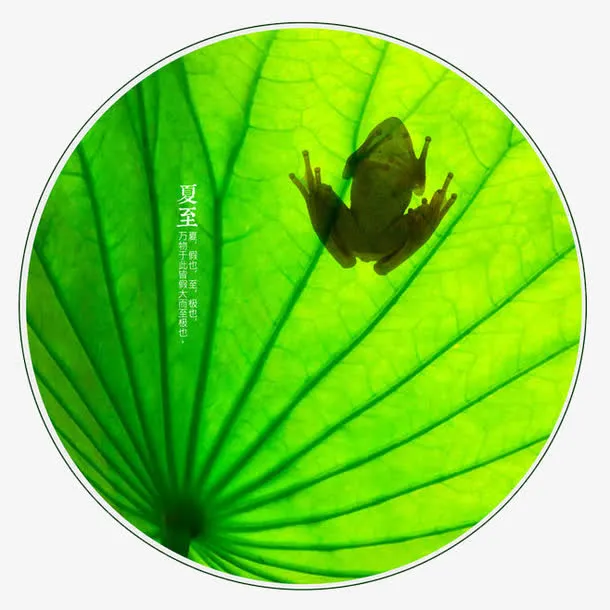 夏至青蛙免抠