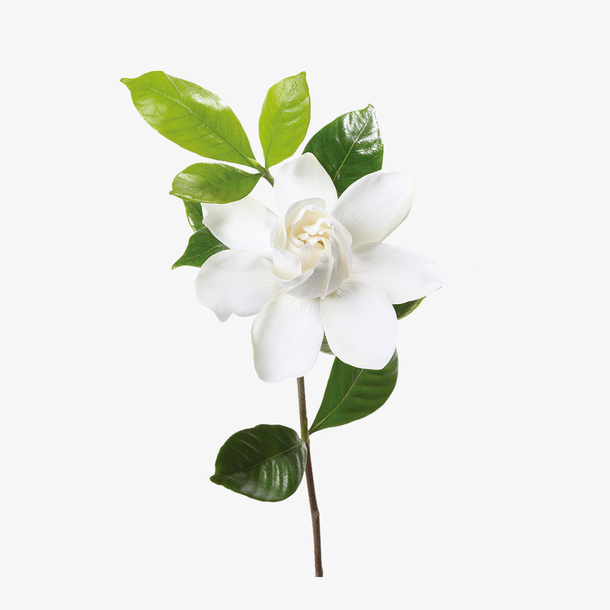 春天栀子花植物素材免抠