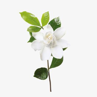 春天栀子花植物素材免抠