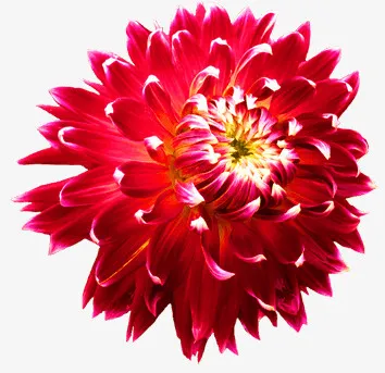 红色菊花花朵免抠