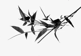 黑白竹叶免扣素材免抠