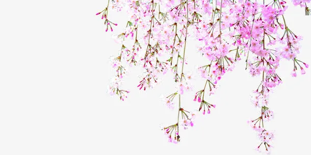 粉色花朵春季装饰免抠