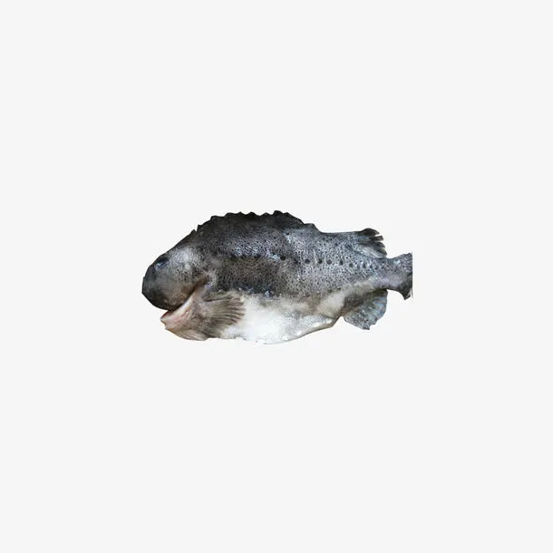 北极深海海参斑免抠