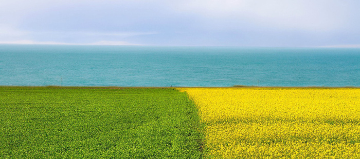 油菜花海背景高清