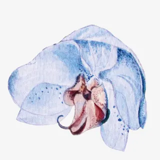 矢量免抠蓝色时尚花卉免抠