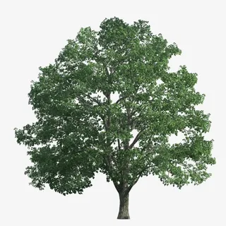 绿色树免抠