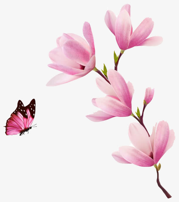 粉色玉兰花免抠