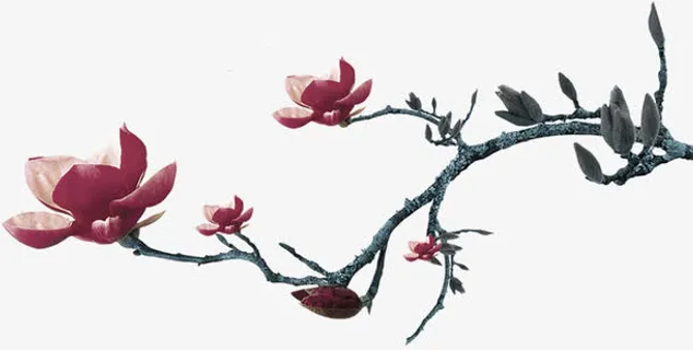 梅花免抠 梅花免抠
