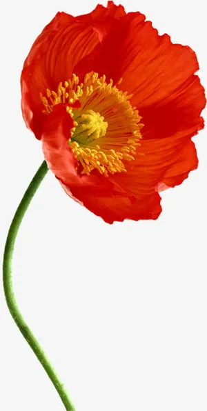 大红色花朵PNG素材免抠
