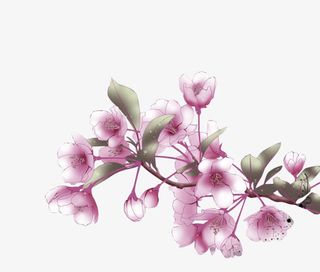 花手绘花朵树枝免抠