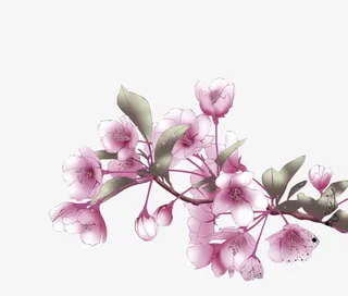 花手绘花朵树枝免抠