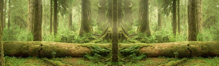 梦幻森林背景高清