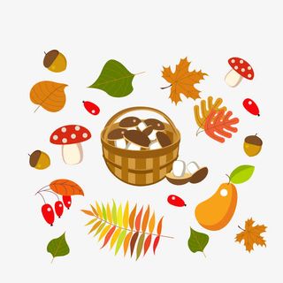 彩色秋季植物矢量图免抠